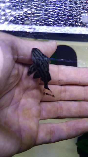 2016-06-05 18.21.26.jpg