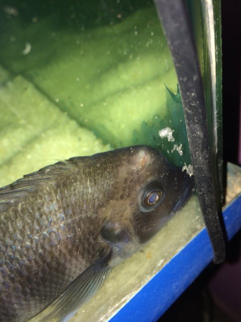 image.jpeg image.jpeg