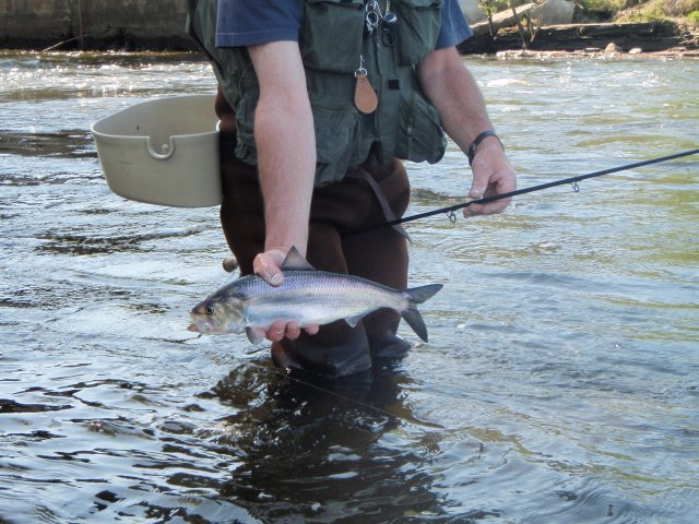 shad fishing 001.jpg