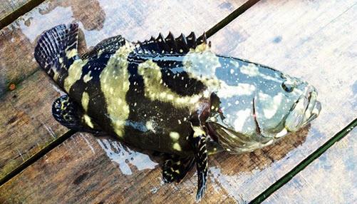 dragon-tiger-grouper-fish-nett-1kg-cleaned-ksaquaculture-1506-08-ksaquaculture@5.jpg