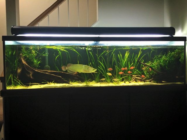 Arowana tank decoration online