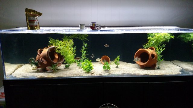 IMG_20160614_183511010.jpg IMG_20160614_183511010.jpg