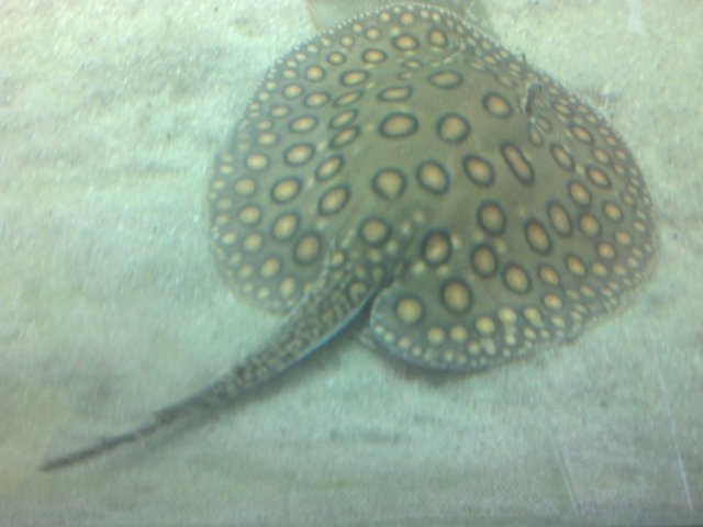 IMG_20160616_063328_705.jpg