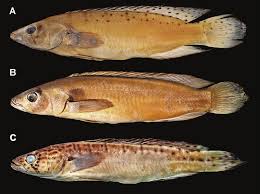 Cmonicae2.jpg