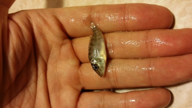 2016-06-15 18.05.46.jpg