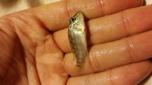 2016-06-15 18.06.18.jpg