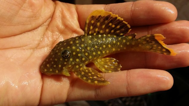 2016-03-30 20.36.15.jpg