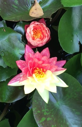 mutantlily6-19.JPG