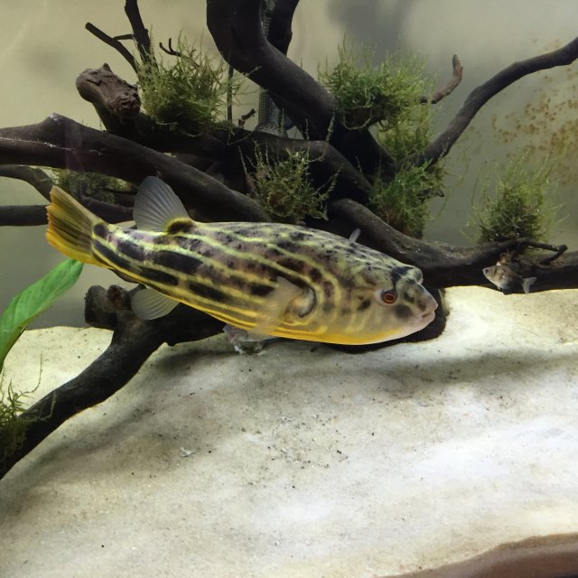 Puffer fish deals community tank
