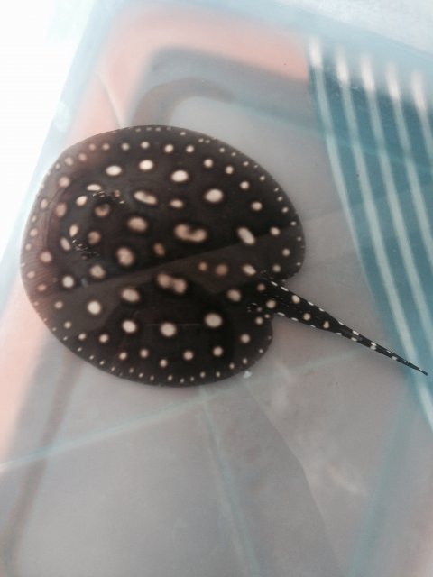 image.jpeg image.jpeg