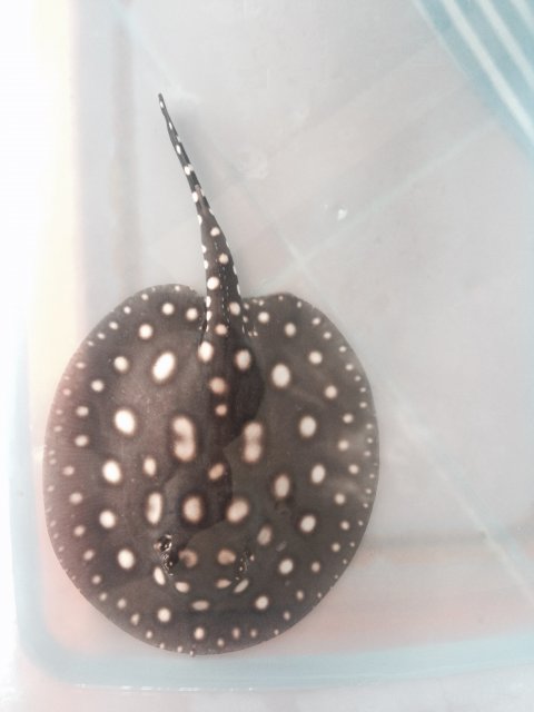 image.jpeg image.jpeg