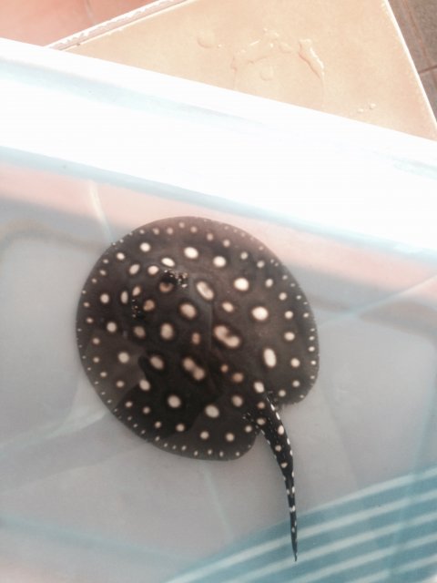 image.jpeg image.jpeg