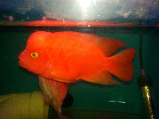 received_1047210998647190.jpeg