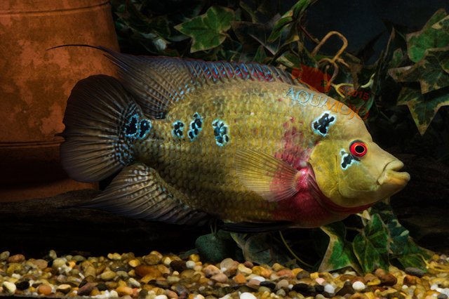 Today in the Fishroom ~ Amphilophus trimaculatus "Trimac" |  MonsterFishKeepers.com