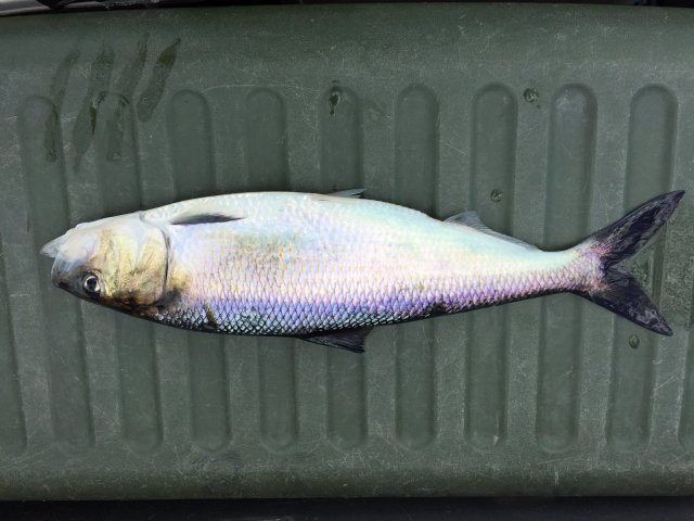 shad.JPG