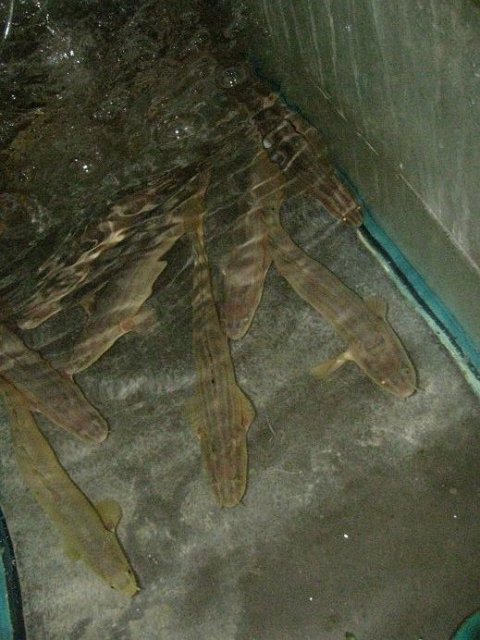 image.jpeg