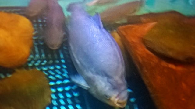 WP_20160311_15_11_58_Pro.jpg WP_20160311_15_11_58_Pro.jpg