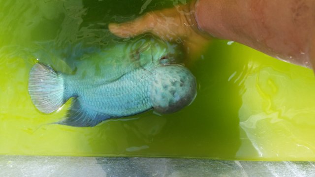 20160622_152821[1].jpg