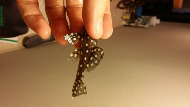 2016-06-15 18.10.48.jpg 2016-06-15 18.10.48.jpg