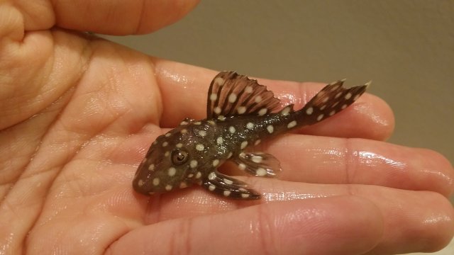 2016-06-15 19.31.08.jpg 2016-06-15 19.31.08.jpg