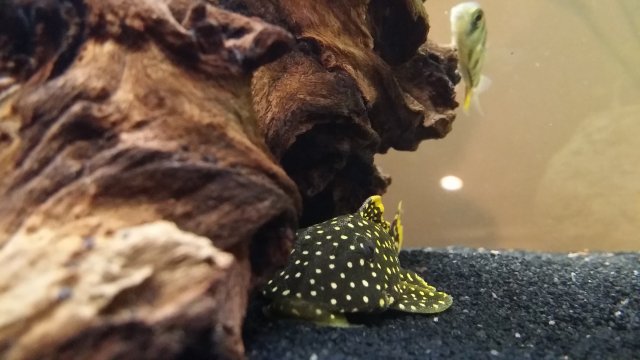 2016-06-22 21.38.21.jpg 2016-06-22 21.38.21.jpg