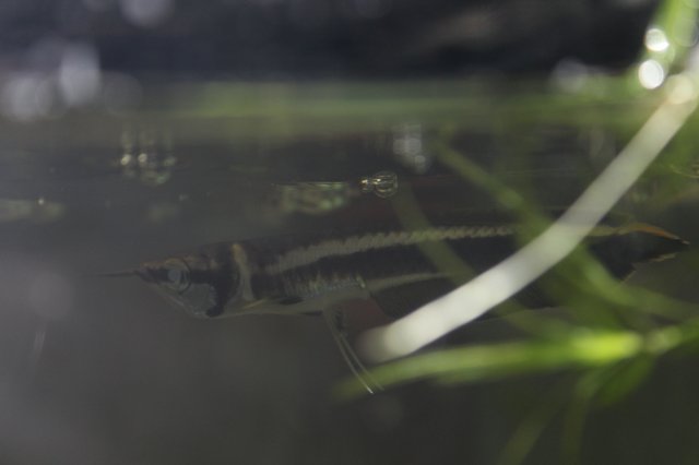 New Baby Black Arowana | MonsterFishKeepers.com