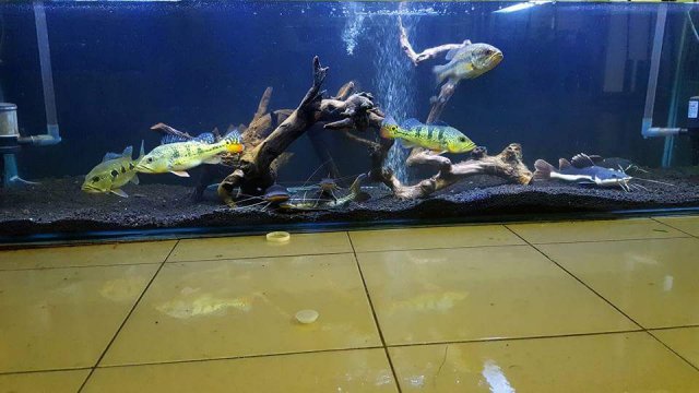 FB_IMG_1466871186106.jpg