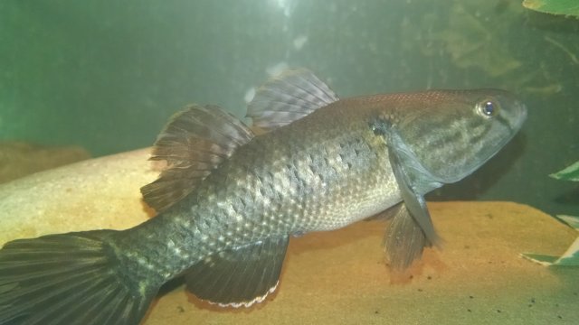 IMG_20160626_150842730.jpg