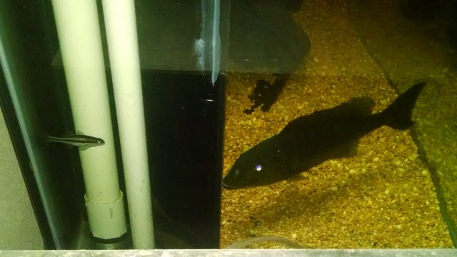 IMG_20160626_150537134.jpg