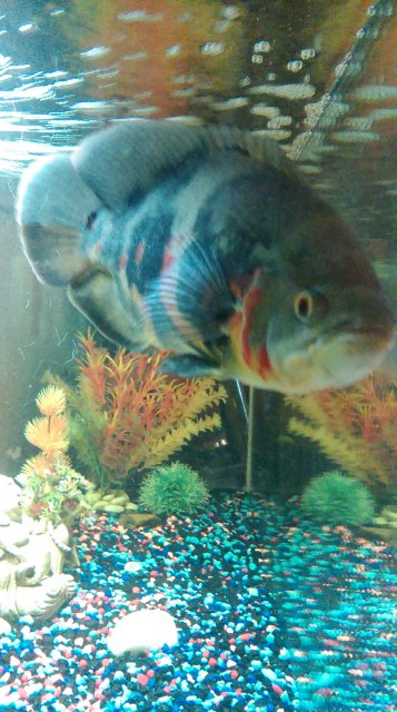Good Bottom Feeder for an Oscar Tank MonsterFishKeepers