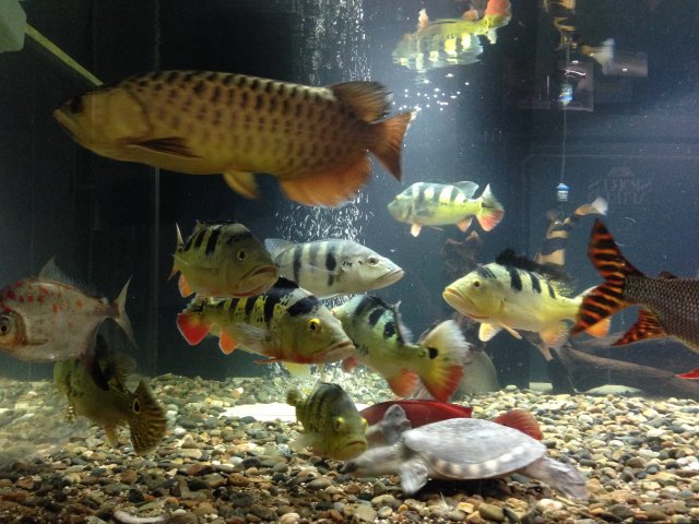 my fish 7-1-2016.JPG