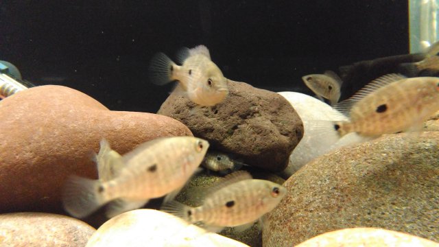 IMG_20160701_081238.jpg