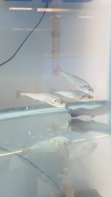 13582485_587948688072760_995899154_o.jpg 13582485_587948688072760_995899154_o.jpg