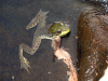 GreenFrog2.gif
