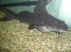 Marble sailfin 1  7.23.2007.JPG