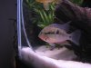 fish 176.jpg