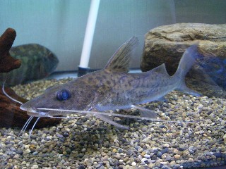 image-fish-slp2.jpg