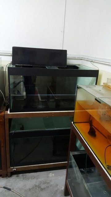 GlassTank x2nos L4xW2.5xH2 with wooden stand (B).jpg