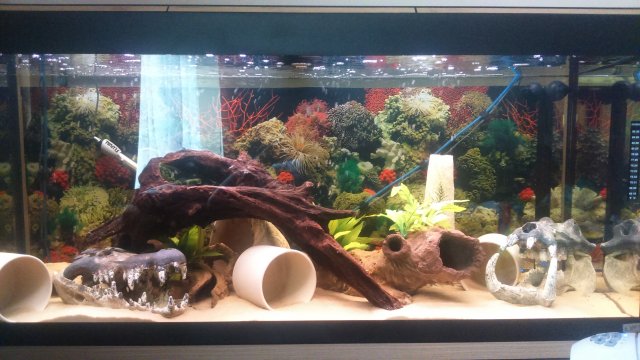 14680735196561659016750.jpg 14680735196561659016750.jpg