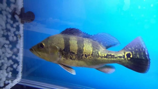 kelberi spider.jpg kelberi spider.jpg