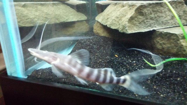 20160706_202646.jpg 20160706_202646.jpg