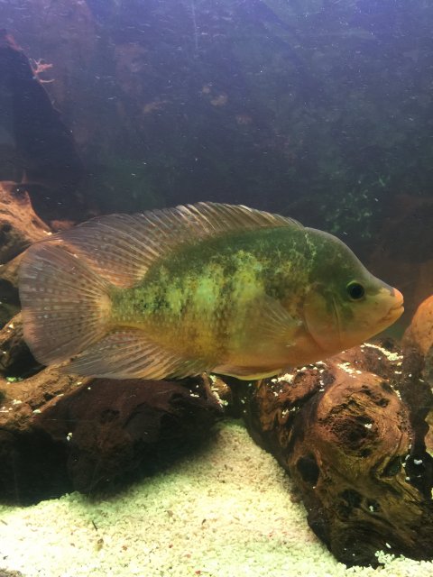 IMG_7072.JPG IMG_7072.JPG