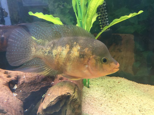 IMG_7102.JPG IMG_7102.JPG