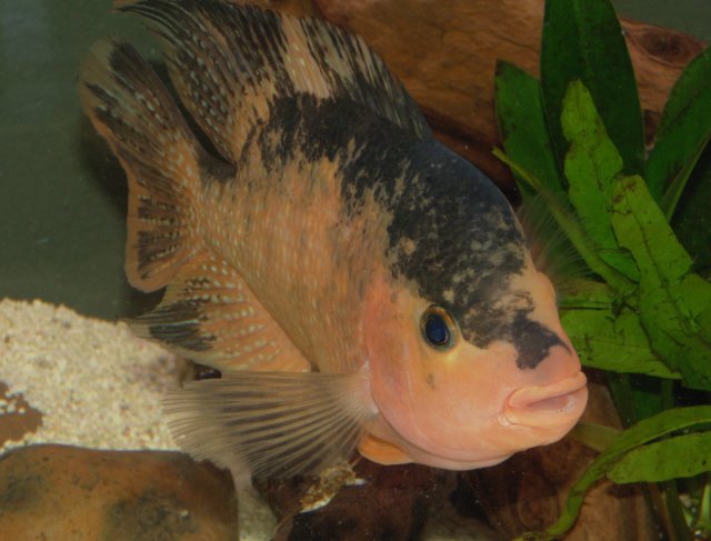 DSC00052 (2).JPG DSC00052 (2).JPG