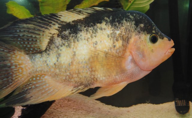 DSC00058.JPG DSC00058.JPG