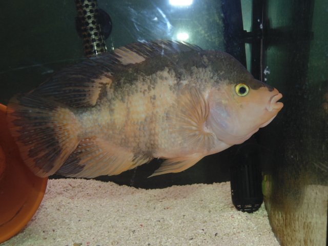 DSC00073.JPG DSC00073.JPG