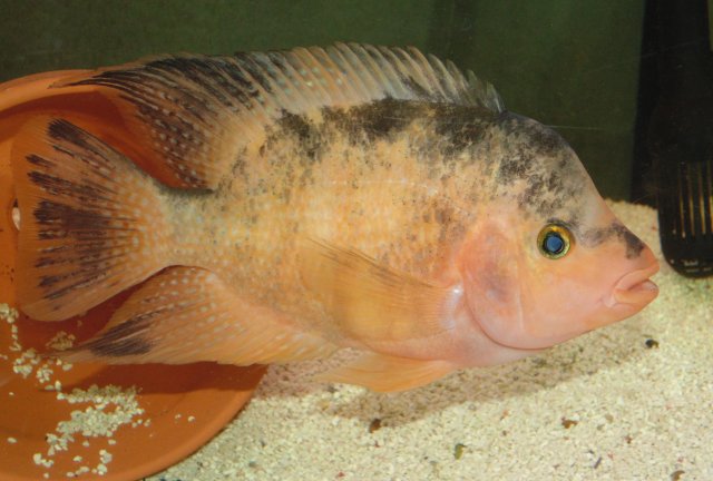 DSC00033 (2).JPG DSC00033 (2).JPG