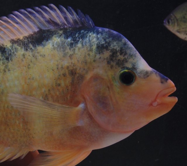 DSC00082 (2).JPG DSC00082 (2).JPG