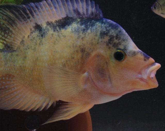 DSC00083.JPG DSC00083.JPG