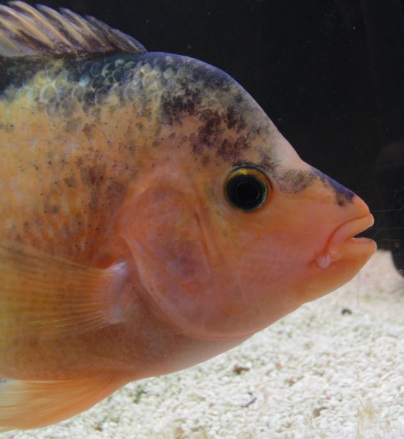 DSC00095 (3).JPG DSC00095 (3).JPG